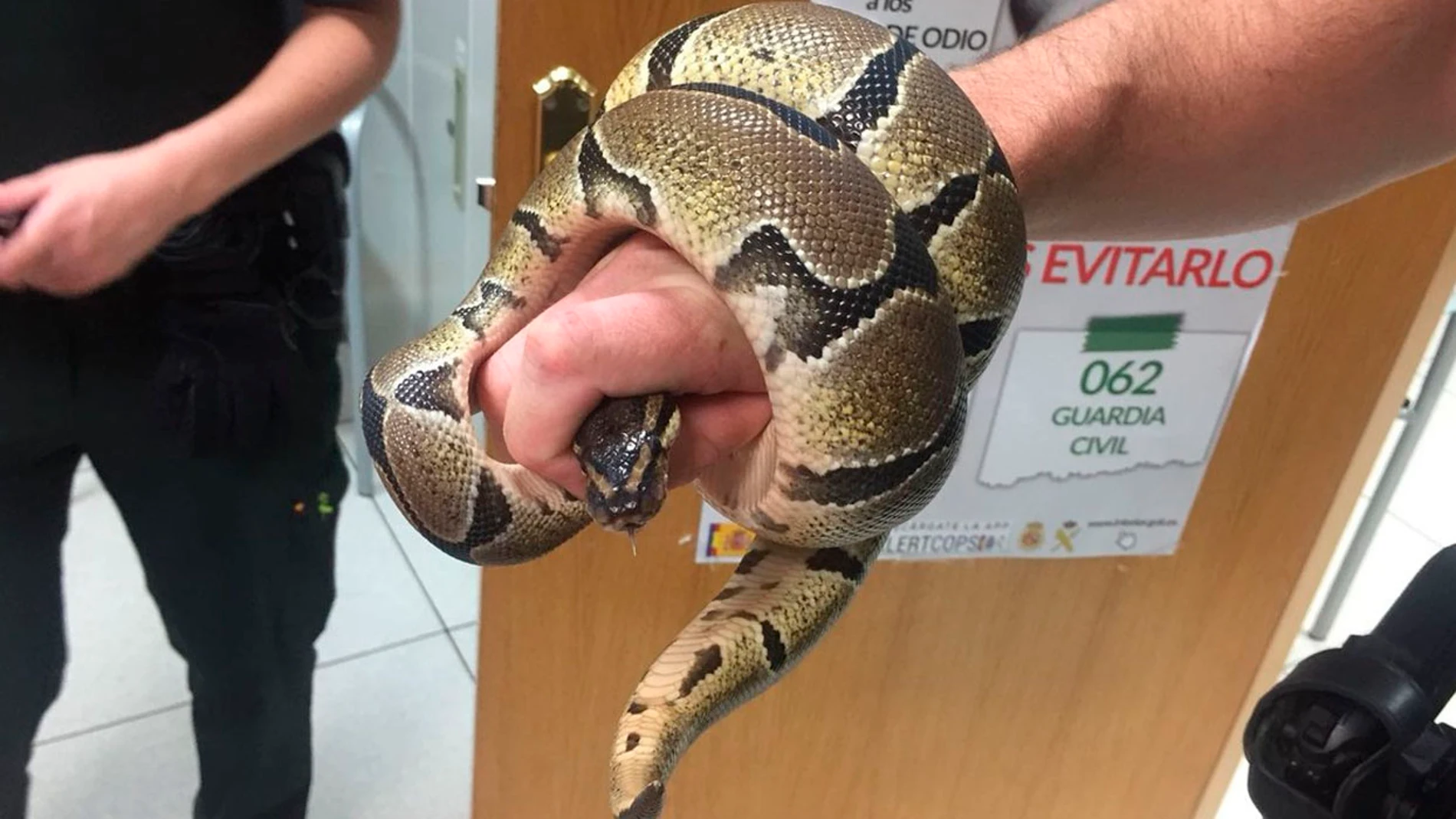 Pitón en baño de Ciempozuelos Pitón en baño de Ciempozuelos