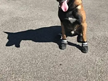 La policía suiza dice que los perros deben usar zapatos durante la ola de calor La policía suiza dice que los perros deben usar zapatos durante la ola de calor