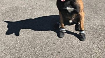 La policía suiza dice que los perros deben usar zapatos durante la ola de calor