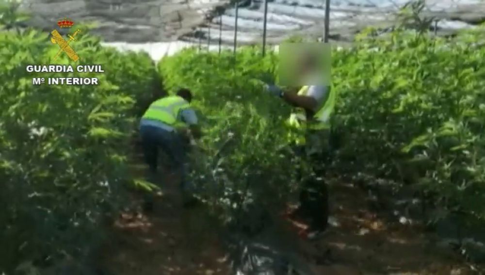 La Guardia Civil detiene a tres hombres por cultivo de marihuana y a otro por transporte de 10.5 Kg de cogollos