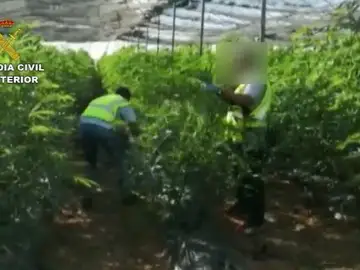La Guardia Civil detiene a tres hombres por cultivo de marihuana y a otro por transporte de 10.5 Kg de cogollos La Guardia Civil detiene a tres hombres por cultivo de marihuana y a otro por transporte de 10.5 Kg de cogollos