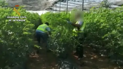 La Guardia Civil detiene a tres hombres por cultivo de marihuana y a otro por transporte de 10.5 Kg de cogollos La Guardia Civil detiene a tres hombres por cultivo de marihuana y a otro por transporte de 10.5 Kg de cogollos