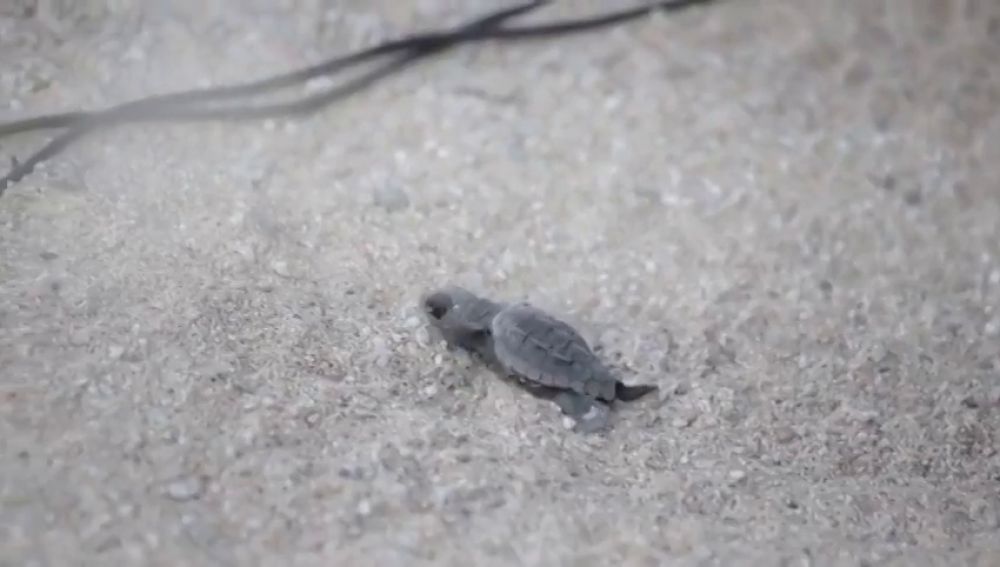 Nace la primera tortuga boba del nido custodiado en Mataró, Barcelona
