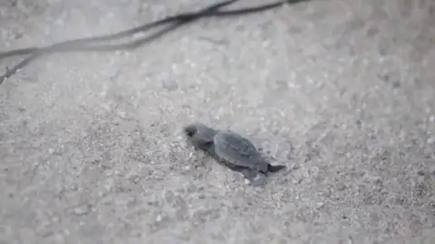 Nace la primera tortuga boba del nido custodiado en Mataró, Barcelona Nace la primera tortuga boba del nido custodiado en Mataró, Barcelona