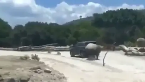 Un rinoceronte embiste con furia una camioneta en el Africam Safari Un rinoceronte embiste con furia una camioneta en el Africam Safari