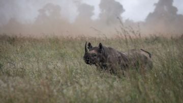Un rinoceronte negro hembra se pasea antes de ser trasladada durante unas maniobras de traslado en el Parque Nacional de Nairobi, Kenia.