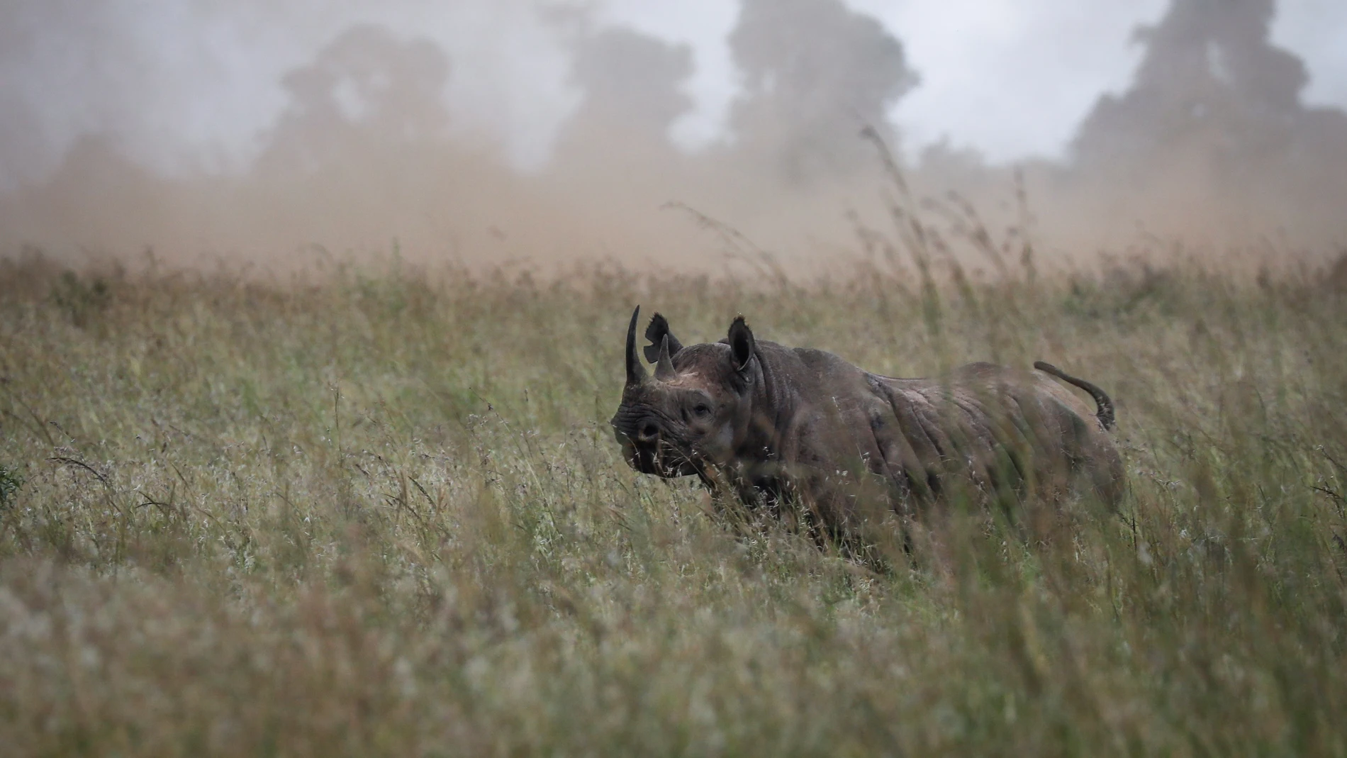 Un rinoceronte negro hembra se pasea antes de ser trasladada durante unas maniobras de traslado en el Parque Nacional de Nairobi, Kenia. Un rinoceronte negro hembra se pasea antes de ser trasladada durante unas maniobras de traslado en el Parque Nacional de Nairobi, Kenia.