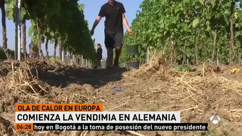 La ola de calor favorece la producción de vino y se espera que la añada sea de alta calidad La ola de calor favorece la producción de vino y se espera que la añada sea de alta calidad