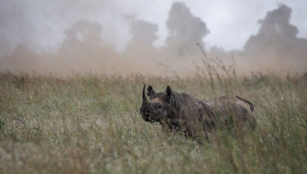 Fallece el último de los once rinocerontes negros trasladados a un parque natural de Kenia