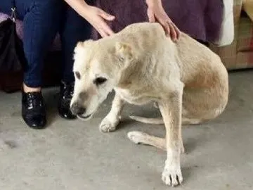 El perro 'Life' El perro 'Life'