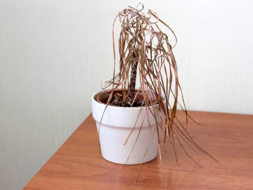 Planta muerta tras las vacaciones Planta muerta tras las vacaciones