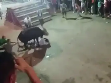 Los 'bous al carrer' de Calp en Alicante dejan cuatro heridos Los 'bous al carrer' de Calp en Alicante dejan cuatro heridos