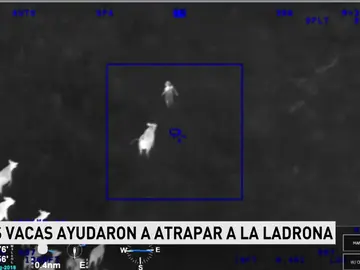 Increíbles imágenes de la persecución policial a una ladrona en Florida Increíbles imágenes de la persecución policial a una ladrona en Florida
