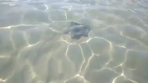 Alerta en las costas de Tarragona por la presencia de peces raya Alerta en las costas de Tarragona por la presencia de peces raya