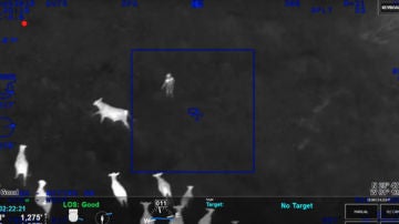 Detenido gracias a unas vacas