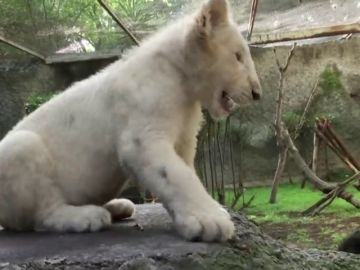 DOS CACHORROS DE LEÓN BLANCO LLEGAN AL ZOO DE Altiplano