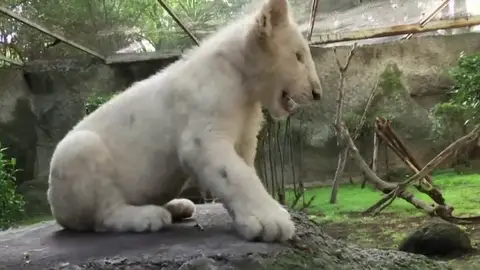 DOS CACHORROS DE LEÓN BLANCO LLEGAN AL ZOO DE Altiplano DOS CACHORROS DE LEÓN BLANCO LLEGAN AL ZOO DE Altiplano