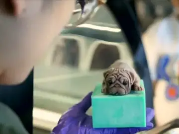 Preparan los primeros helados con forma de perrito en Taiwán Preparan los primeros helados con forma de perrito en Taiwán