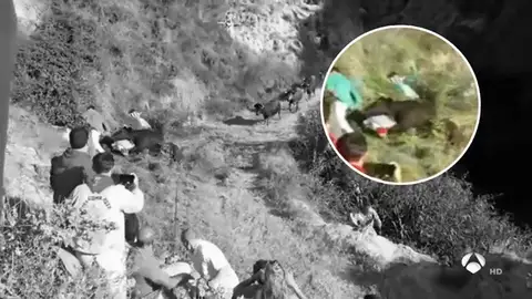 Dos corneados y ocho vacas escapadas en el encierro de Falces (Navarra) Dos corneados y ocho vacas escapadas en el encierro de Falces (Navarra)