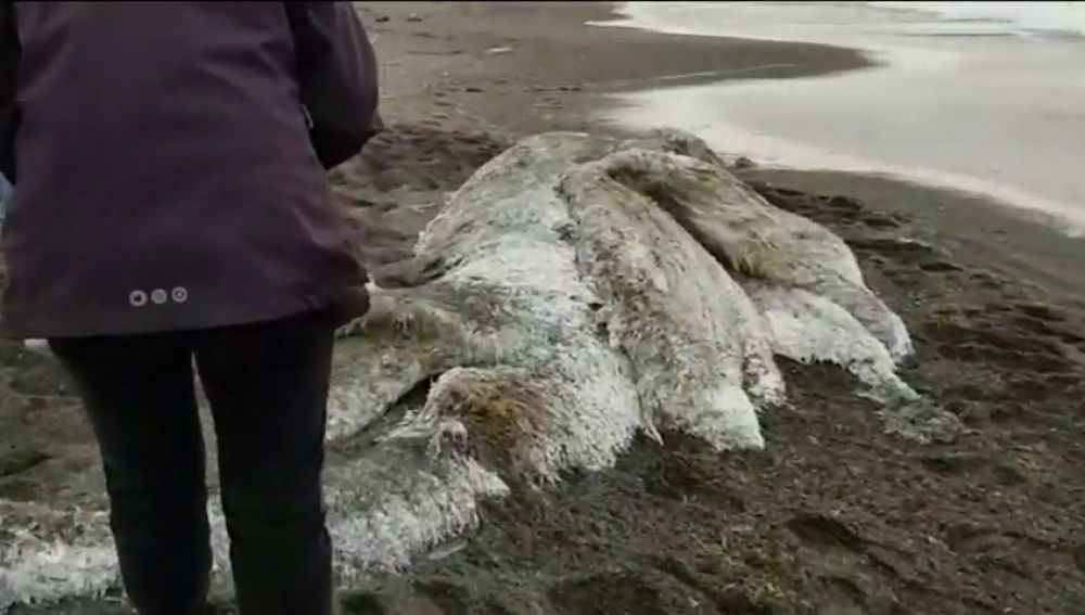 Aparece un mostruo peludo en una playa en Rusia