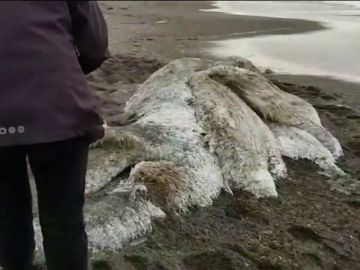 Aparece un mostruo peludo en una playa en Rusia