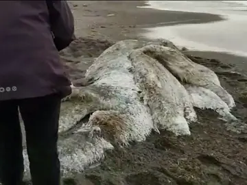 Aparece un mostruo peludo en una playa en Rusia Aparece un mostruo peludo en una playa en Rusia