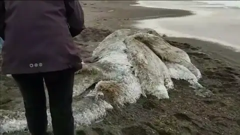 Aparece un mostruo peludo en una playa en Rusia Aparece un mostruo peludo en una playa en Rusia