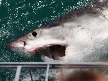 Cierran una playa de Massachusetts por varios ataques de tiburones