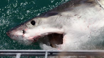 Cierran una playa de Massachusetts por varios ataques de tiburones