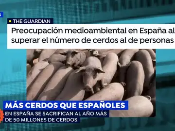Un artículo británico levanta la polémica sobre los cerdos en España Un artículo británico levanta la polémica sobre los cerdos en España