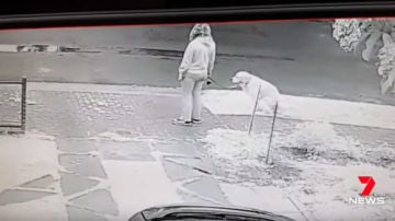 No recoge la caca de su perro