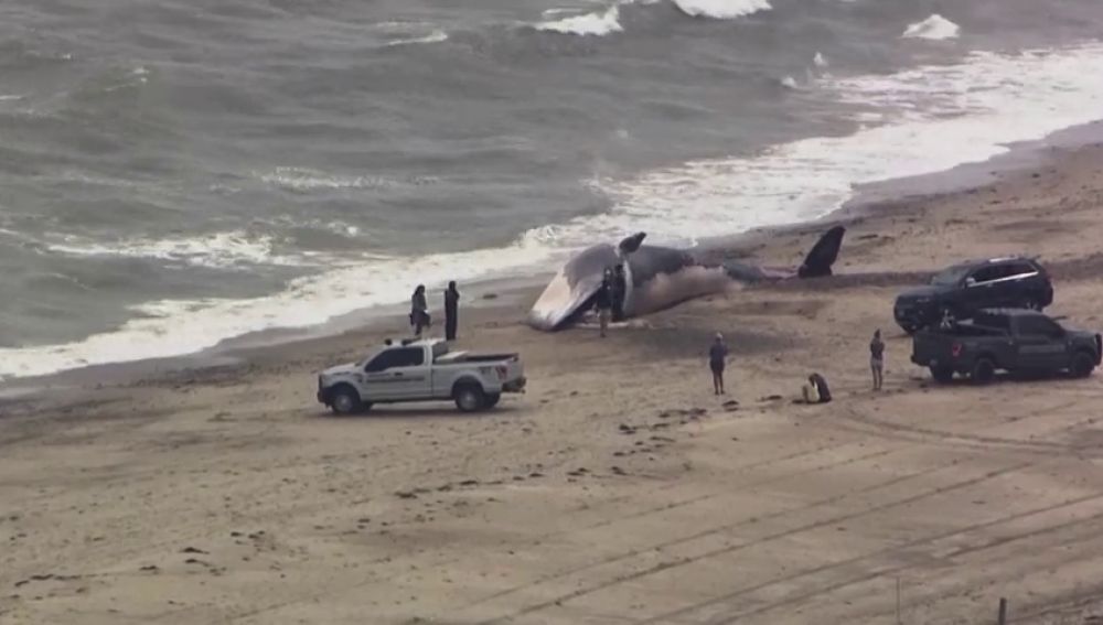 Hallan el cadáver de una ballena en la orilla de una playa de Estados Unidos