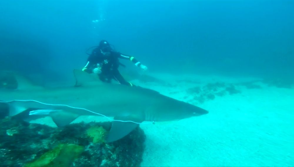 Un instructor de buceo libera a un tiburón de una red que tenía enredada en la boca