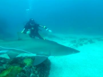 Un instructor de buceo libera a un tiburón de una red que tenía enredada en la boca