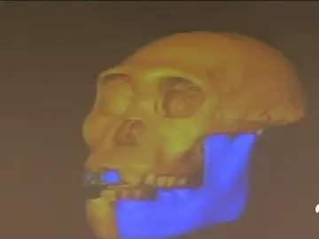 neandertla neandertla