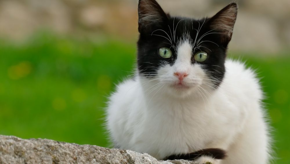 Un gato