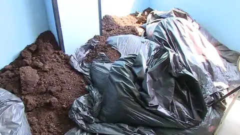Un propietario denuncia que su inquilino ha utilizado su casa para cultivar marihuana Un propietario denuncia que su inquilino ha utilizado su casa para cultivar marihuana