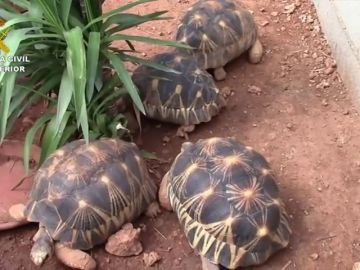 Desarticulada una organización dedicada al tráfico de tortugas