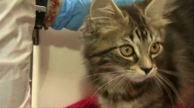 El Gobierno británico pretende prohibir la venta de perros y gatos 