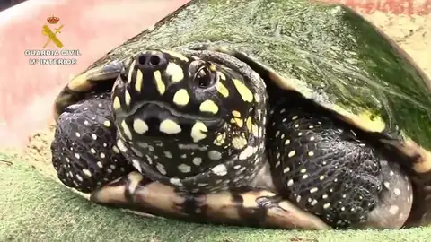 La Guardia Civil desarticula una de las mayores organizaciones de tráfico ilegal de tortugas La Guardia Civil desarticula una de las mayores organizaciones de tráfico ilegal de tortugas