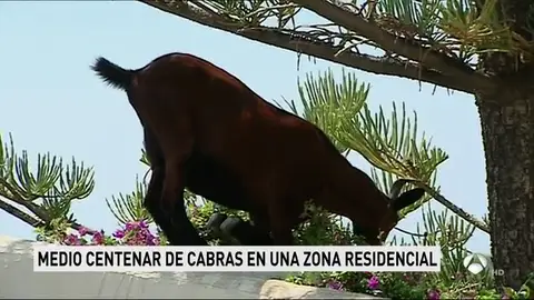 CABRAS VIP CABRAS VIP