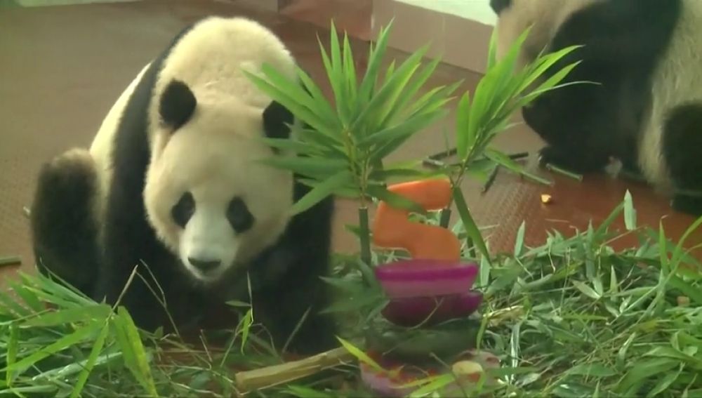Dos pandas gigantes celebran su mayoría de edad con velas y bambú en el zoo de Guangdong, en China