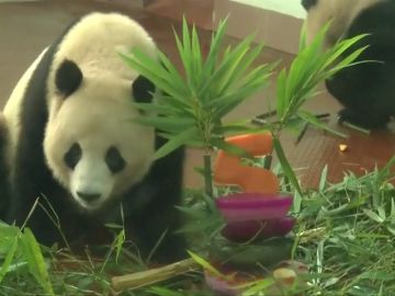 Dos pandas gigantes celebran su mayoría de edad con velas y bambú en el zoo de Guangdong, en China