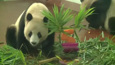 Dos pandas gigantes celebran su mayoría de edad con velas y bambú en el zoo de Guangdong, en China Dos pandas gigantes celebran su mayoría de edad con velas y bambú en el zoo de Guangdong, en China