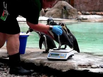 El zoo de Londres hace su pesaje anual a los animales para medir la salud de sus animales