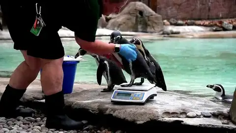El zoo de Londres hace su pesaje anual a los animales para medir la salud de sus animales El zoo de Londres hace su pesaje anual a los animales para medir la salud de sus animales