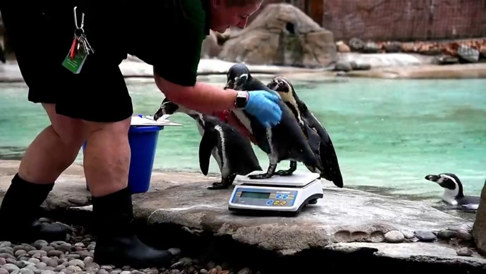 El zoo de Londres hace su pesaje anual a los animales para medir su estado de salud