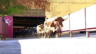 Todo lo que tienes que saber sobre los encierros de San Sebastián de los Reyes de la mano de Javier Gallego
