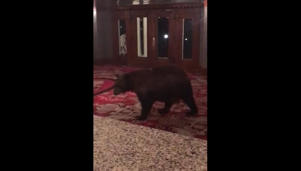 Un oso se cuela en un hotel en Colorado y trepa por los muebles de la recepción 