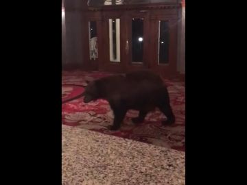 Un oso se cuela en un hotel en Colorado y trepa por los muebles de la recepción 